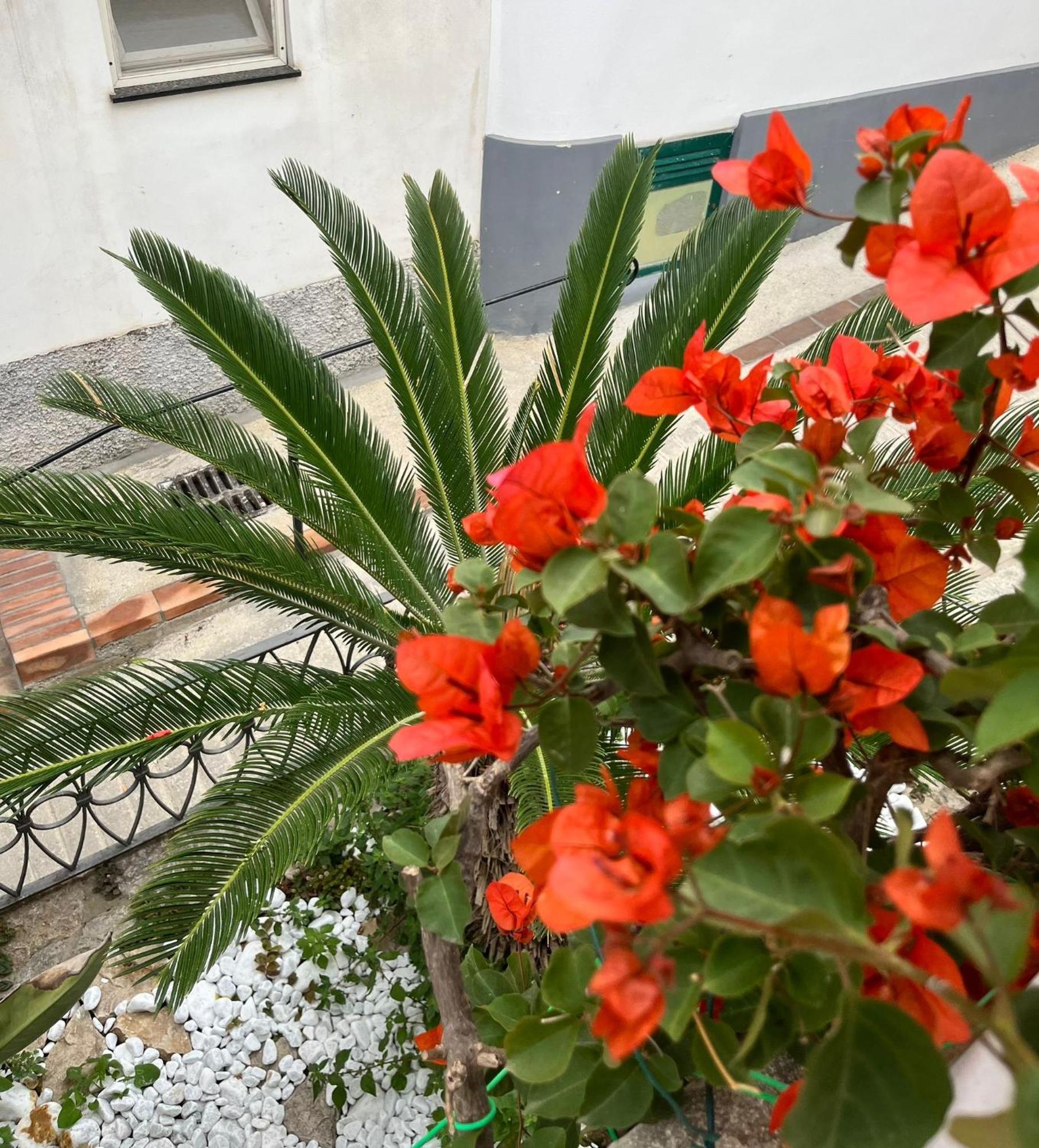 Alle Stelle B&B Anacapri  Eksteriør billede